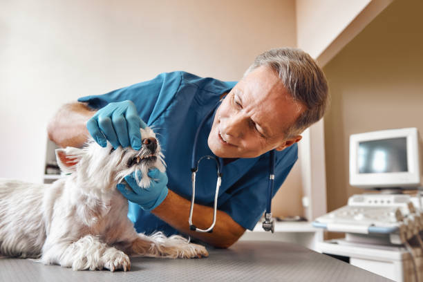 Best 24-Hour Emergency Dental Care in New London, WI